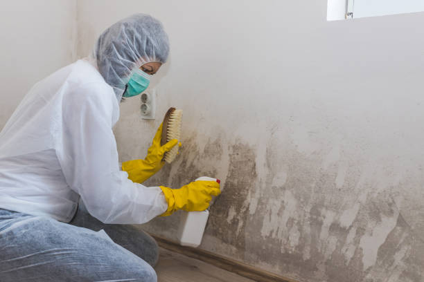 Best Basement Mold Removal  in Pleak, TX